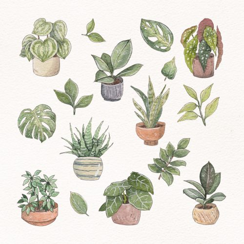 Elodie Plume - Portfolio - Aquarelle plantes d'intérieur